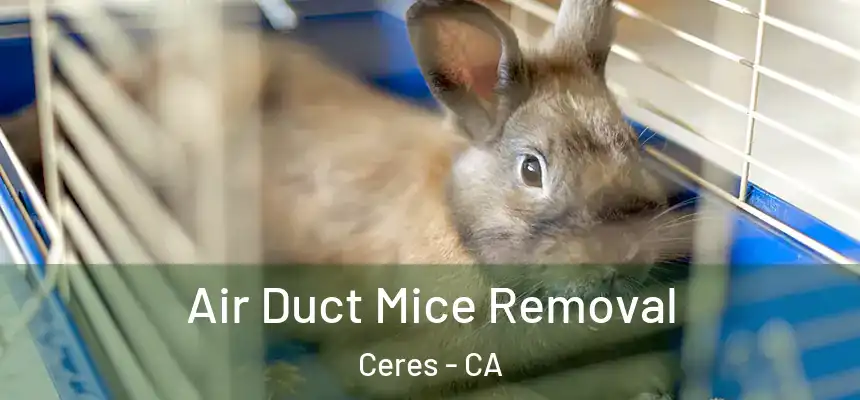 Air Duct Mice Removal Ceres - CA